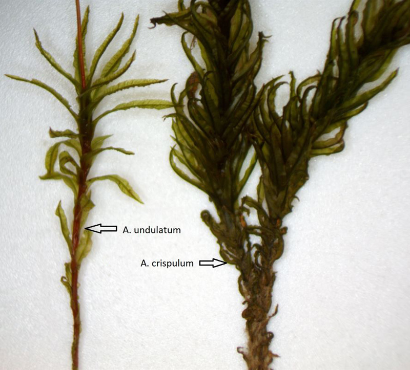 Atrichum undulatum
